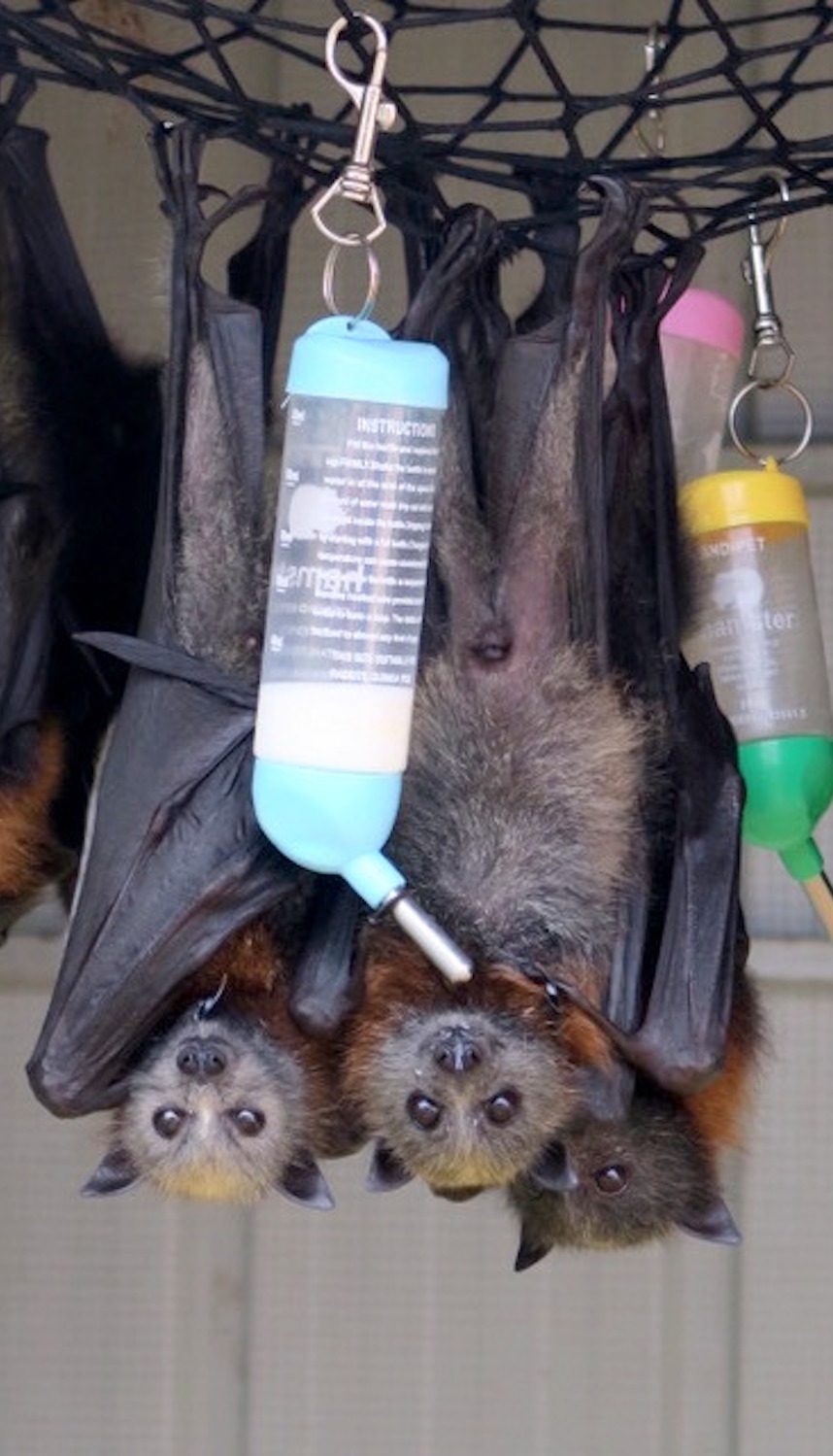 three baby flying foxes with hanging milk feeders