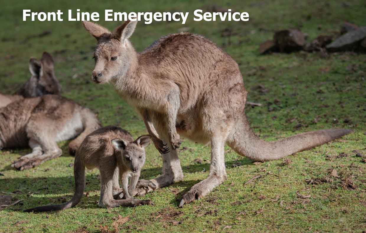 eastern grey kangaroo for frontline emergency wildlife rescue service